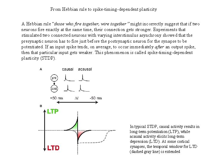 From Hebbian rule to spike-timing-dependent plasticity A Hebbian rule “those who fire together, wire From Hebbian rule to spike-timing-dependent plasticity A Hebbian rule “those who fire together, wire