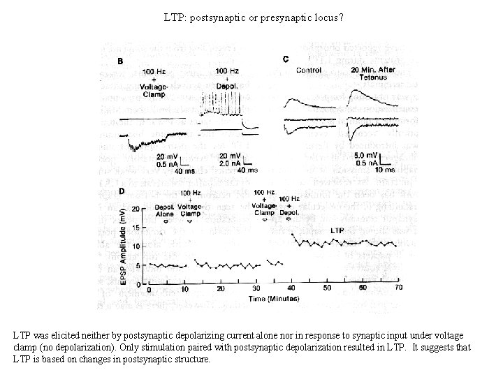 LTP: postsynaptic or presynaptic locus? LTP was elicited neither by postsynaptic depolarizing current alone