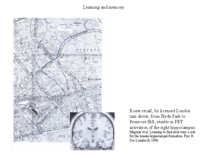 Learning and memory Route recall, by licensed London taxi driver, from Hyde Park to