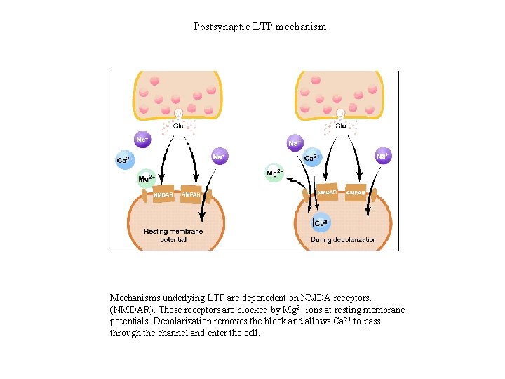 Postsynaptic LTP mechanism Mechanisms underlying LTP are depenedent on NMDA receptors. (NMDAR). These receptors