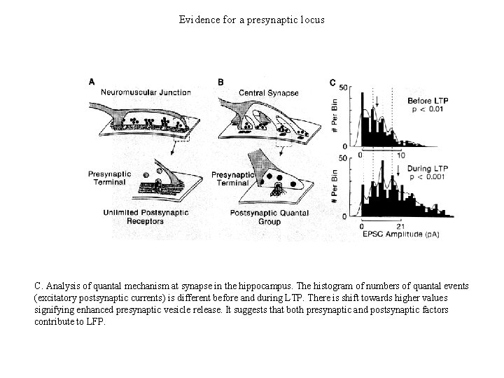 Evidence for a presynaptic locus C. Analysis of quantal mechanism at synapse in the