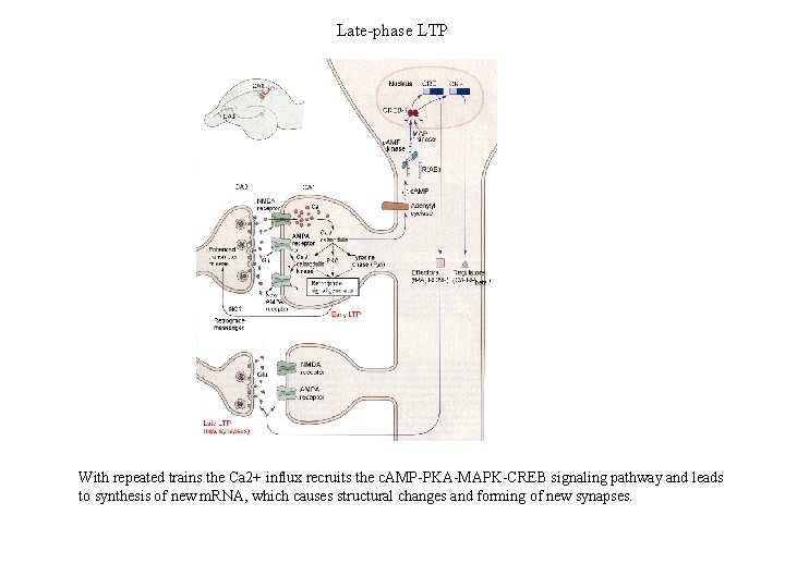 Late-phase LTP With repeated trains the Ca 2+ influx recruits the c. AMP-PKA-MAPK-CREB signaling