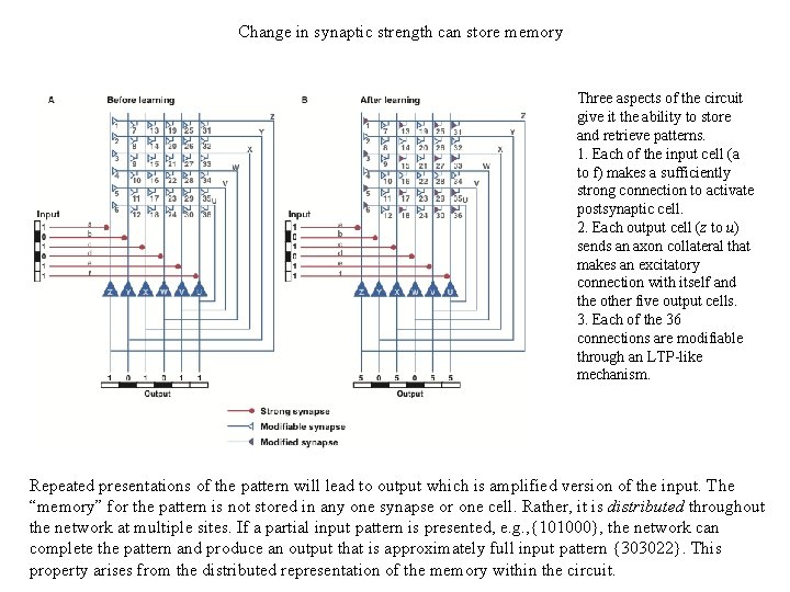 Change in synaptic strength can store memory Three aspects of the circuit give it Change in synaptic strength can store memory Three aspects of the circuit give it