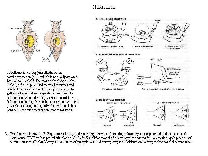 Habituation A bottom view of Aplysia illustrates the respiratory organ (gill), which is normally Habituation A bottom view of Aplysia illustrates the respiratory organ (gill), which is normally