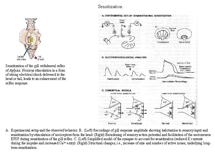 Sensitization of the gill withdrawal reflex of Aplysia. Noxious stimulation in a form of