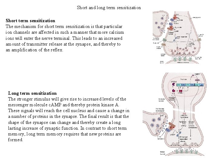 Short and long term sensitization Short term sensitization The mechanism for short term sensitization