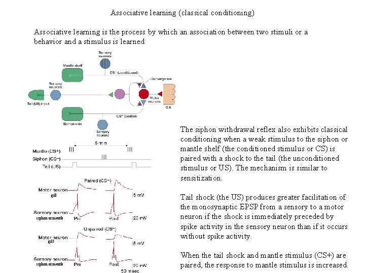 Associative learning (classical conditioning) Associative learning is the process by which an association between