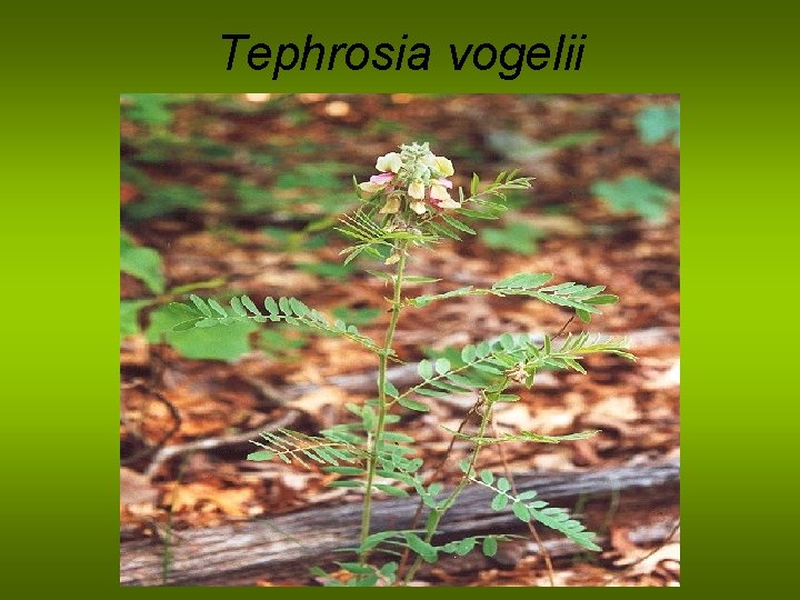 Tephrosia vogelii 