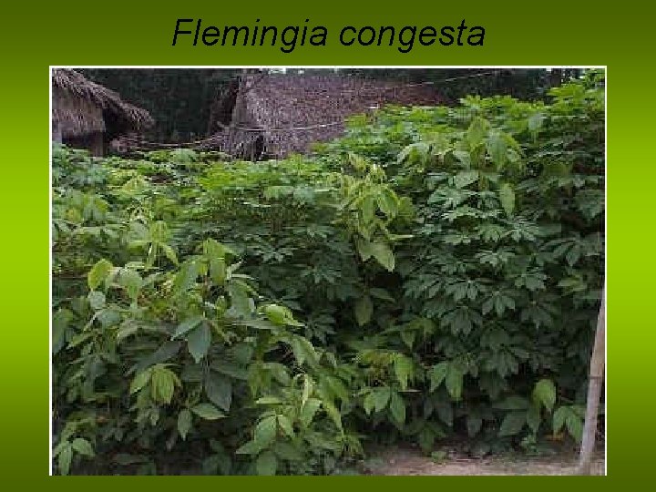 Flemingia congesta 