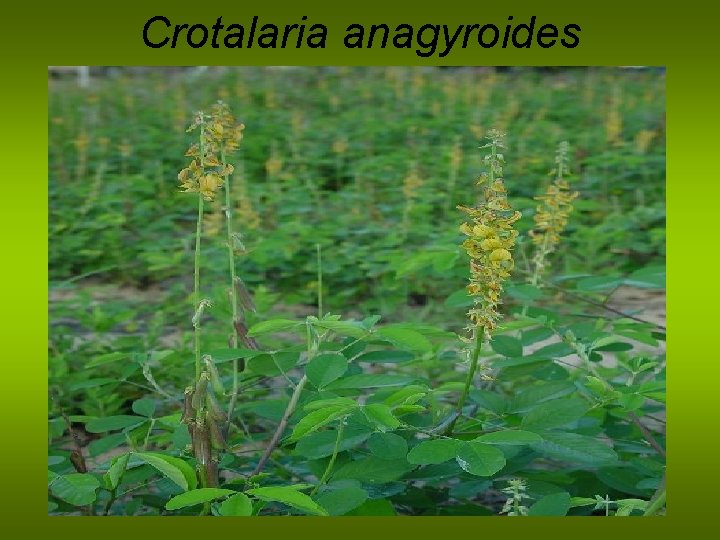Crotalaria anagyroides 