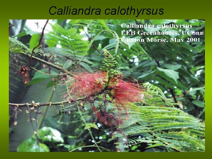 Calliandra calothyrsus 