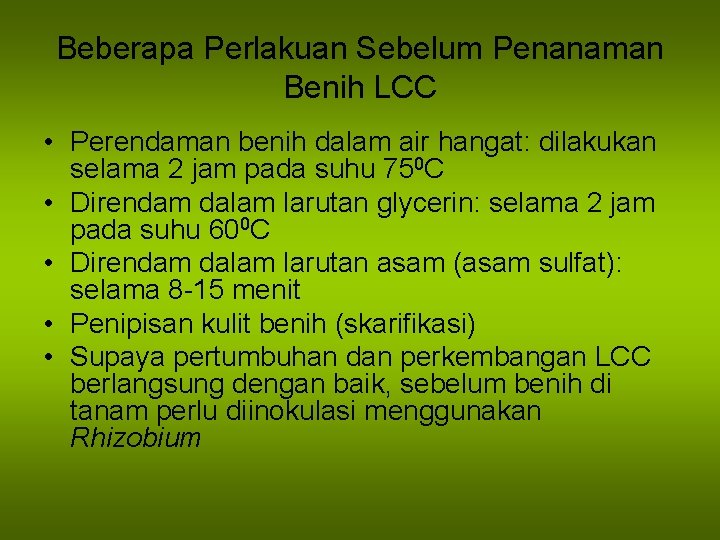 Beberapa Perlakuan Sebelum Penanaman Benih LCC • Perendaman benih dalam air hangat: dilakukan selama