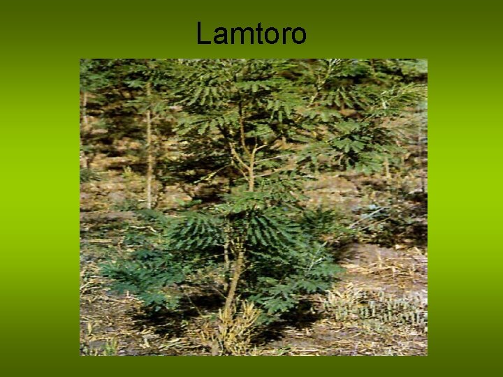 Lamtoro 