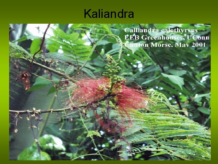 Kaliandra 