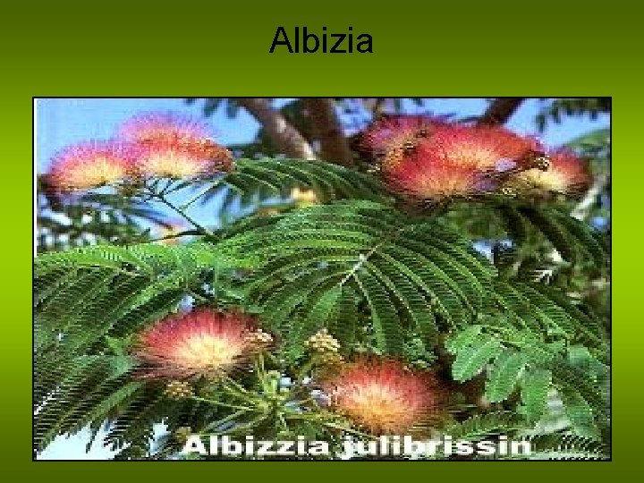Albizia 