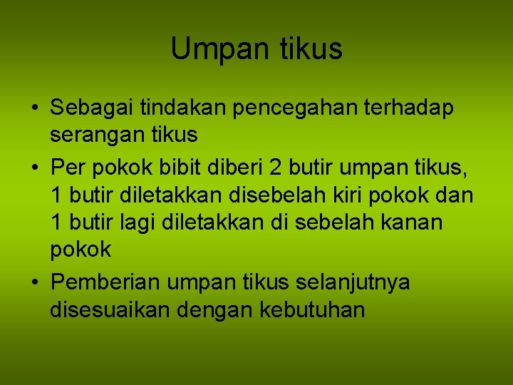 Umpan tikus • Sebagai tindakan pencegahan terhadap serangan tikus • Per pokok bibit diberi