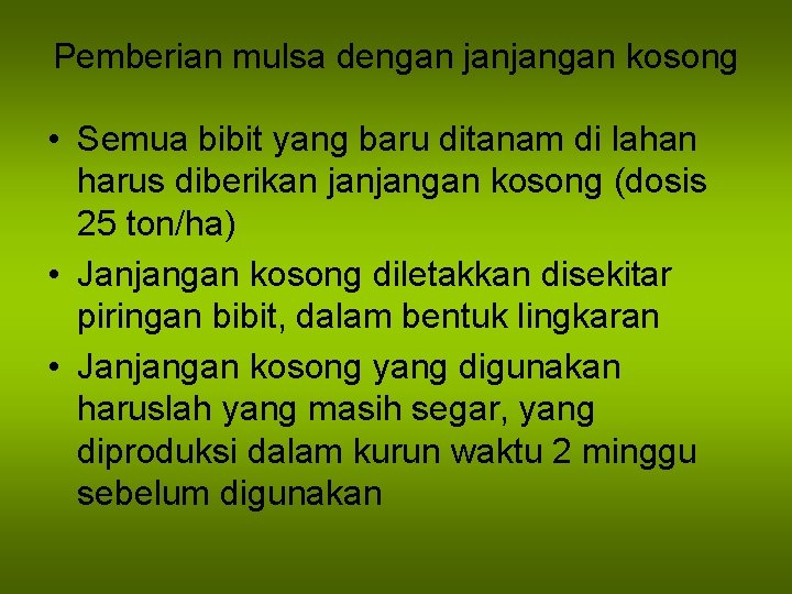 Pemberian mulsa dengan janjangan kosong • Semua bibit yang baru ditanam di lahan harus