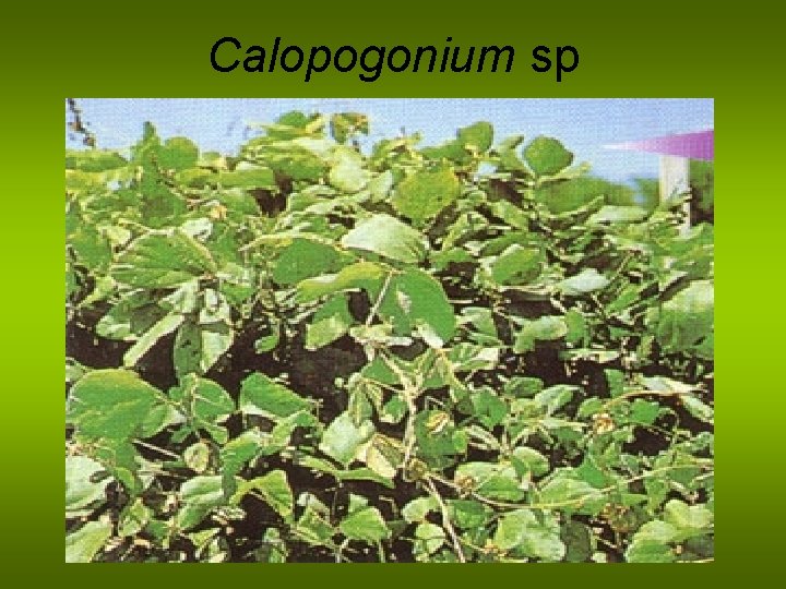 Calopogonium sp 