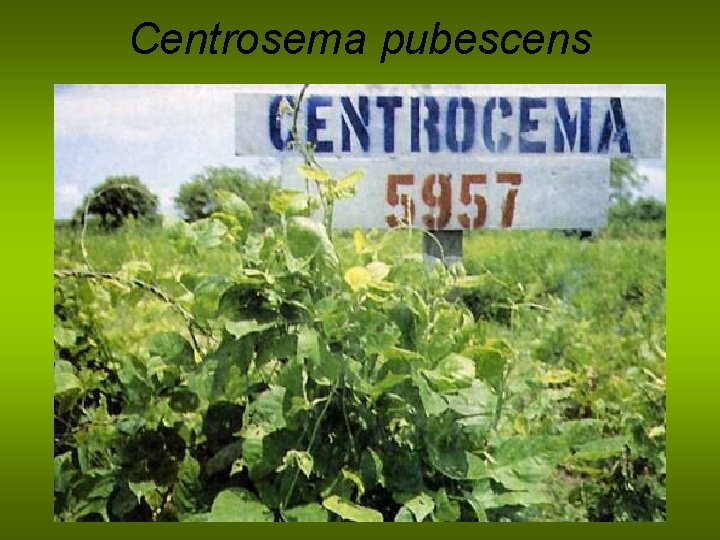Centrosema pubescens 