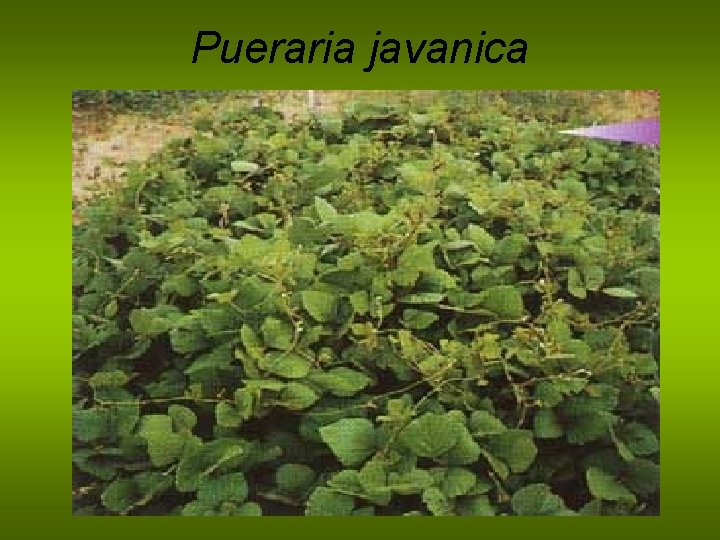 Pueraria javanica 