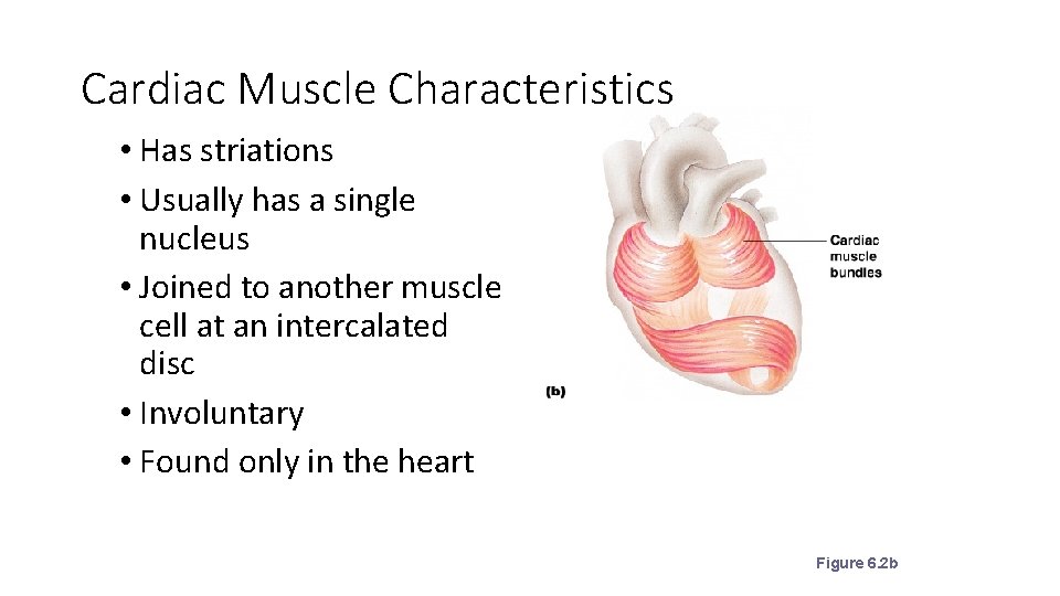 Cardiac Muscle Characteristics • Has striations • Usually has a single nucleus • Joined