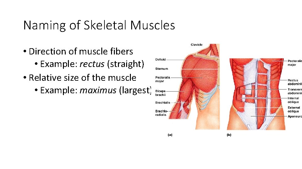 Naming of Skeletal Muscles • Direction of muscle fibers • Example: rectus (straight) • Naming of Skeletal Muscles • Direction of muscle fibers • Example: rectus (straight) •