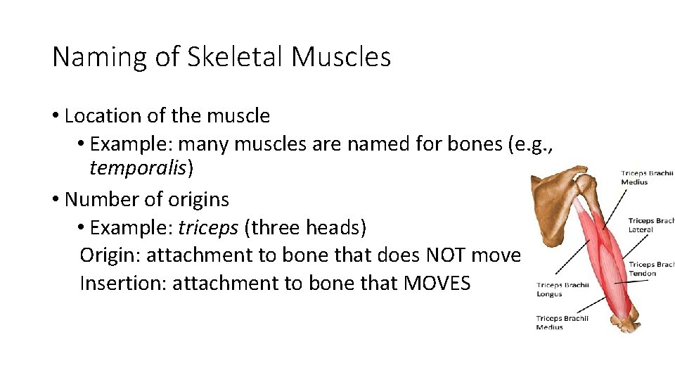 Naming of Skeletal Muscles • Location of the muscle • Example: many muscles are