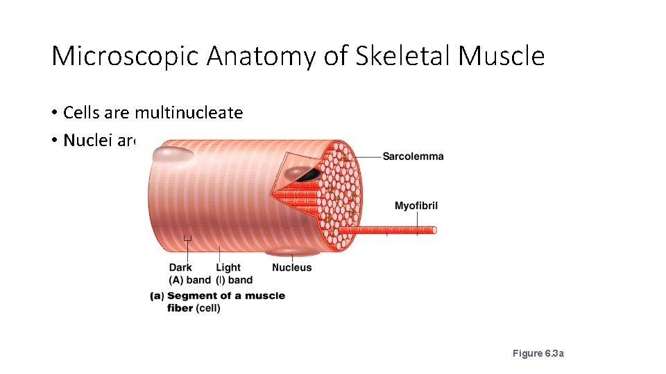 Microscopic Anatomy of Skeletal Muscle • Cells are multinucleate • Nuclei are just beneath