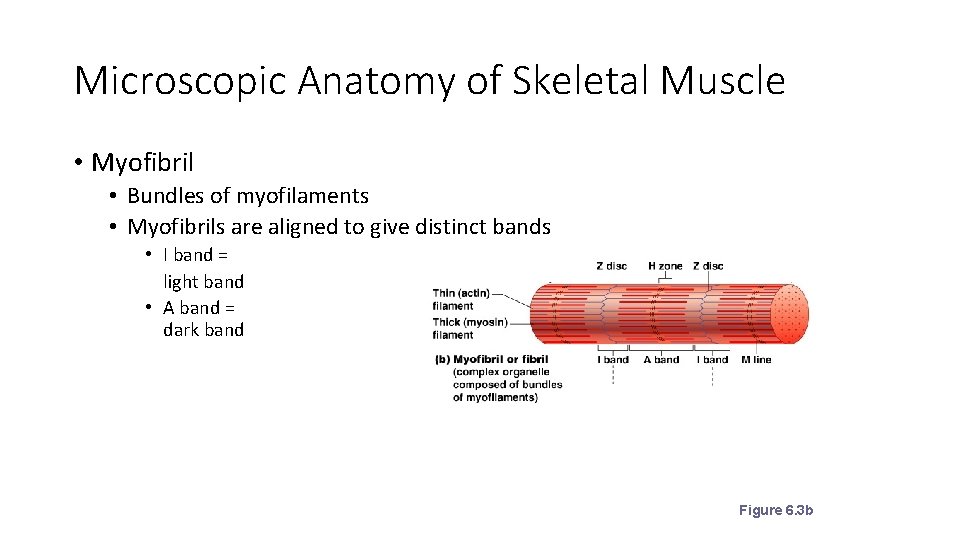 Microscopic Anatomy of Skeletal Muscle • Myofibril • Bundles of myofilaments • Myofibrils are