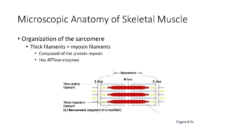 Microscopic Anatomy of Skeletal Muscle • Organization of the sarcomere • Thick filaments = Microscopic Anatomy of Skeletal Muscle • Organization of the sarcomere • Thick filaments =