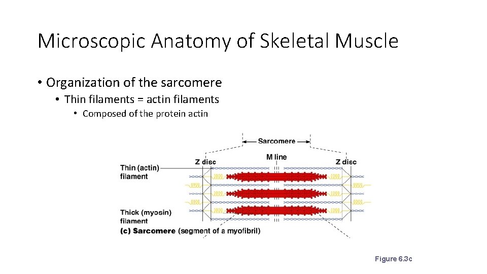 Microscopic Anatomy of Skeletal Muscle • Organization of the sarcomere • Thin filaments = Microscopic Anatomy of Skeletal Muscle • Organization of the sarcomere • Thin filaments =