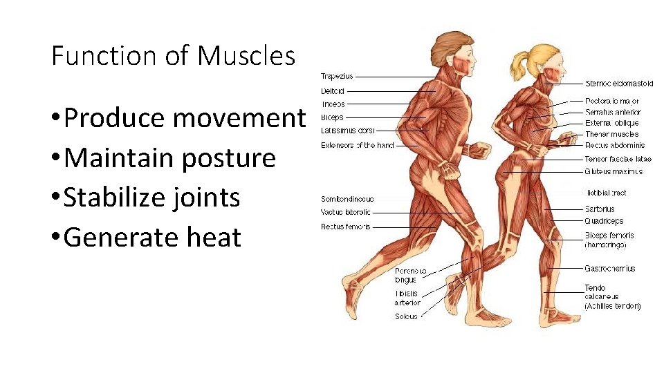Function of Muscles • Produce movement • Maintain posture • Stabilize joints • Generate Function of Muscles • Produce movement • Maintain posture • Stabilize joints • Generate