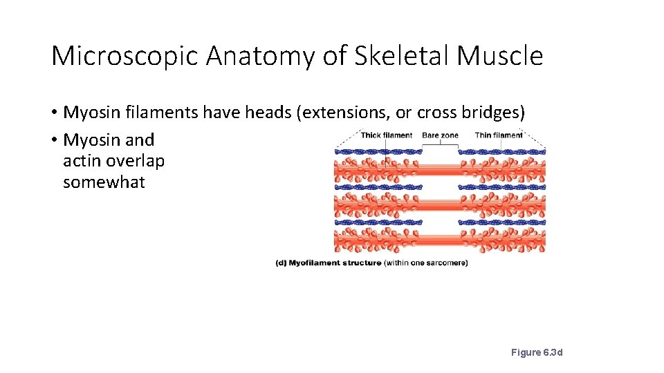 Microscopic Anatomy of Skeletal Muscle • Myosin filaments have heads (extensions, or cross bridges)