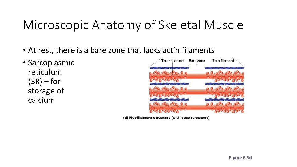 Microscopic Anatomy of Skeletal Muscle • At rest, there is a bare zone that