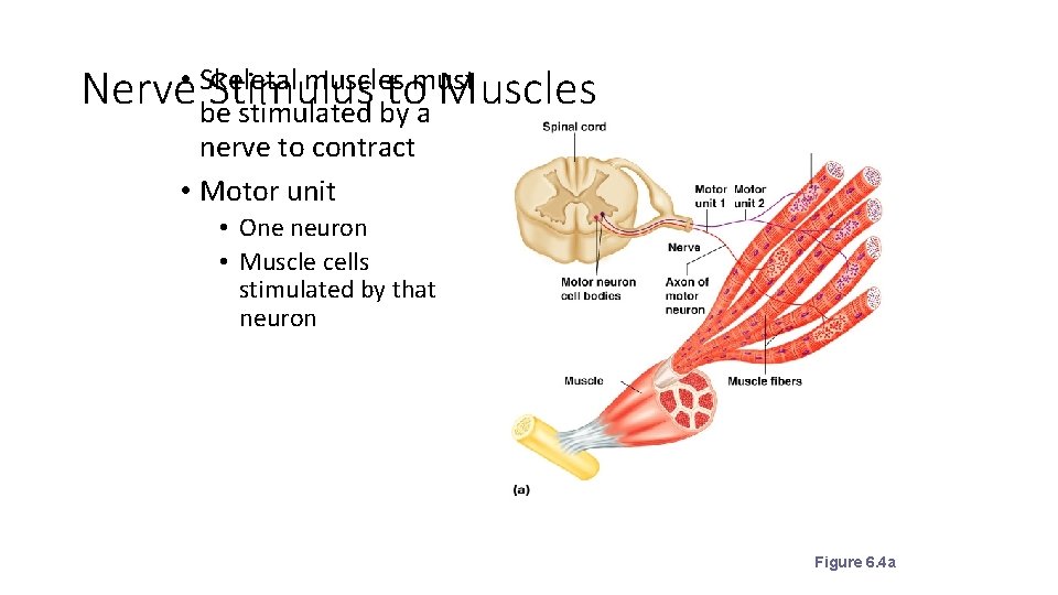 muscles must Nerve • Skeletal Stimulus to Muscles be stimulated by a nerve to