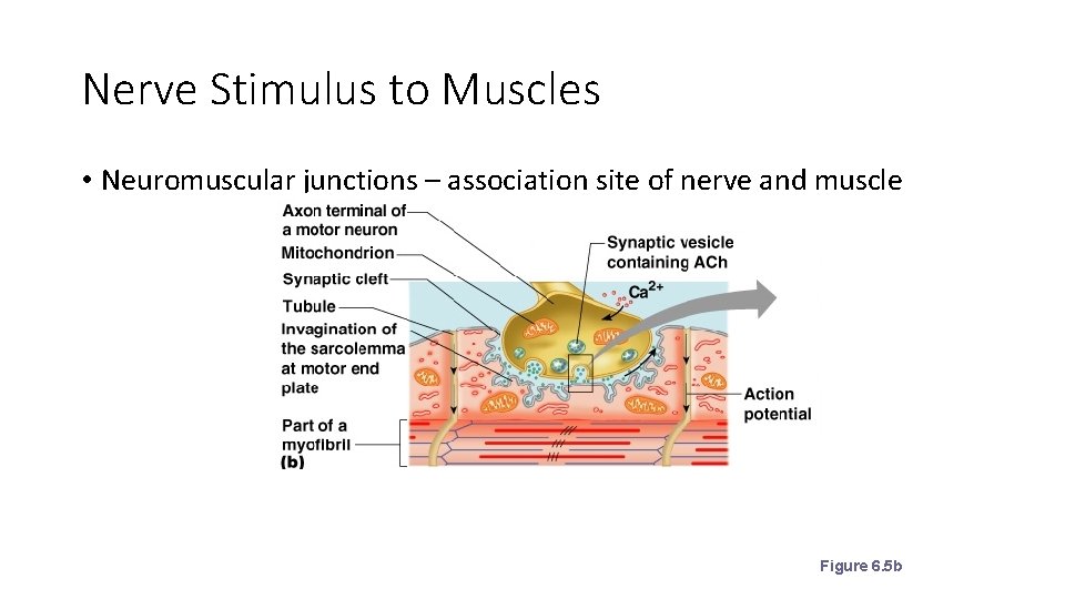 Nerve Stimulus to Muscles • Neuromuscular junctions – association site of nerve and muscle
