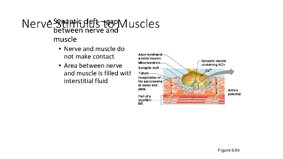 cleft –to gap. Muscles Nerve • Synaptic Stimulus between nerve and muscle • Nerve