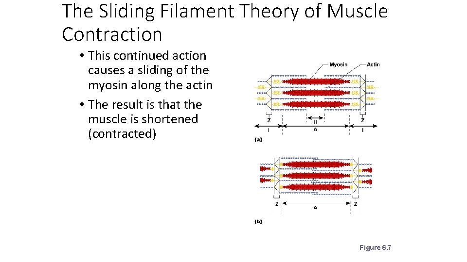 The Sliding Filament Theory of Muscle Contraction • This continued action causes a sliding