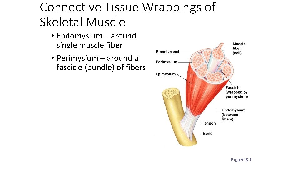 Connective Tissue Wrappings of Skeletal Muscle • Endomysium – around single muscle fiber •