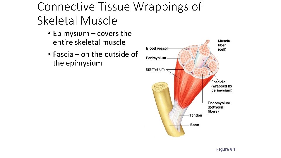 Connective Tissue Wrappings of Skeletal Muscle • Epimysium – covers the entire skeletal muscle Connective Tissue Wrappings of Skeletal Muscle • Epimysium – covers the entire skeletal muscle