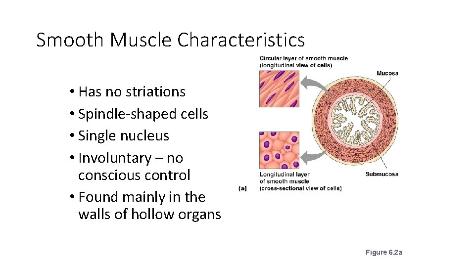 Smooth Muscle Characteristics • Has no striations • Spindle-shaped cells • Single nucleus •