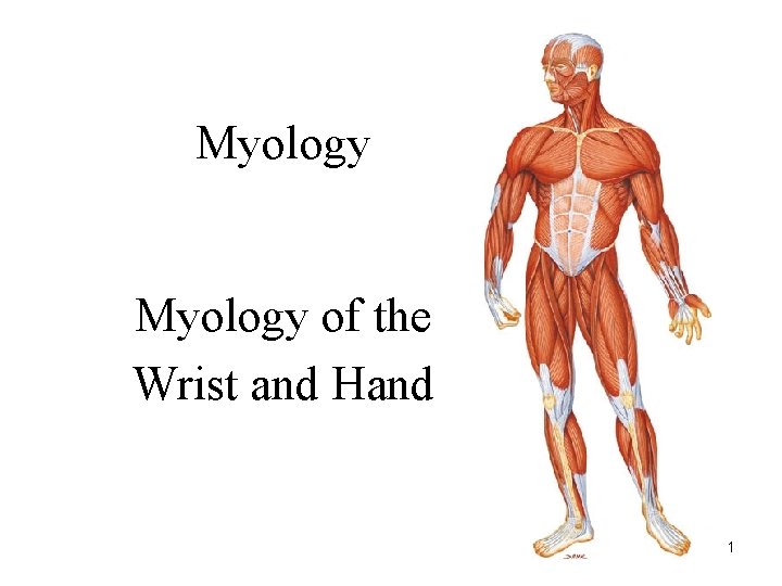 Myology of the Wrist and Hand 1 