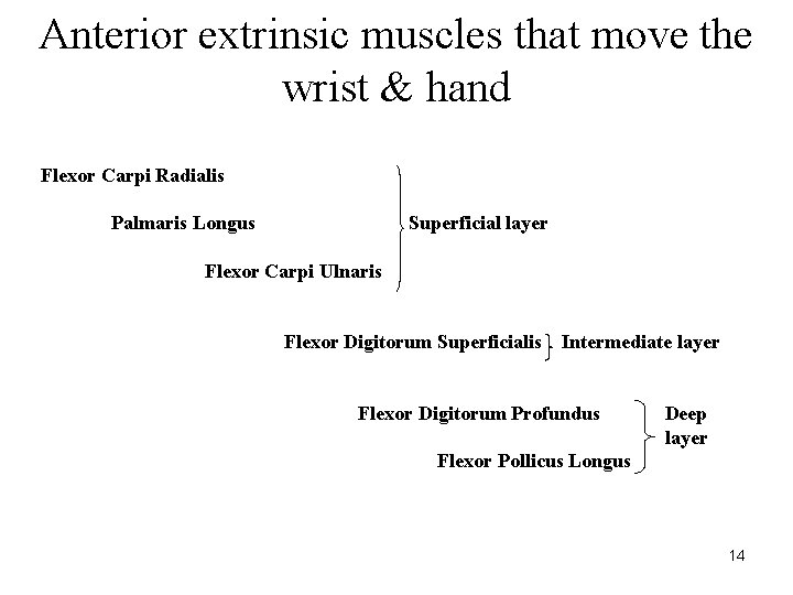 Anterior extrinsic muscles that move the wrist & hand Flexor Carpi Radialis Palmaris Longus