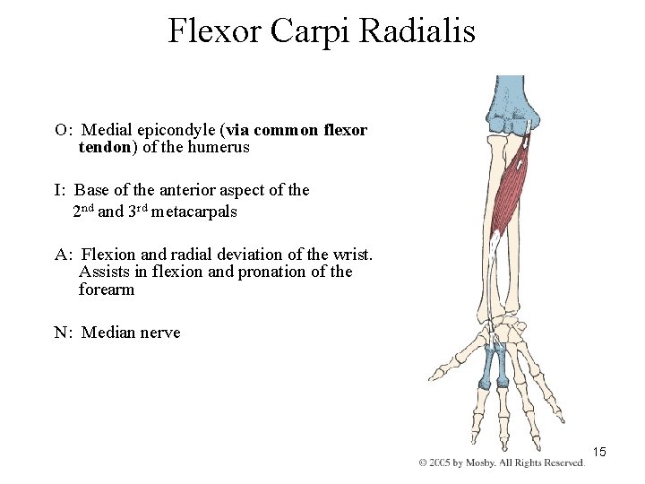 Flexor Carpi Radialis O: Medial epicondyle (via common flexor tendon) of the humerus I: