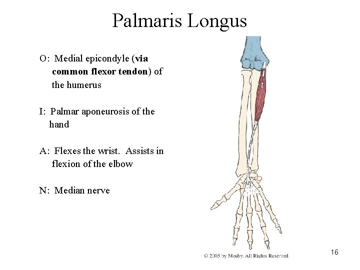 Palmaris Longus O: Medial epicondyle (via common flexor tendon) of the humerus I: Palmar