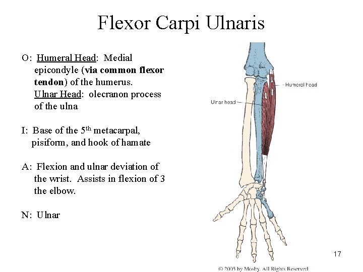 Flexor Carpi Ulnaris O: Humeral Head: Medial epicondyle (via common flexor tendon) of the