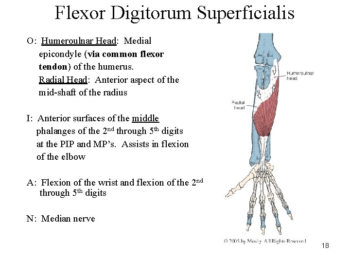 Flexor Digitorum Superficialis O: Humeroulnar Head: Medial epicondyle (via common flexor tendon) of the