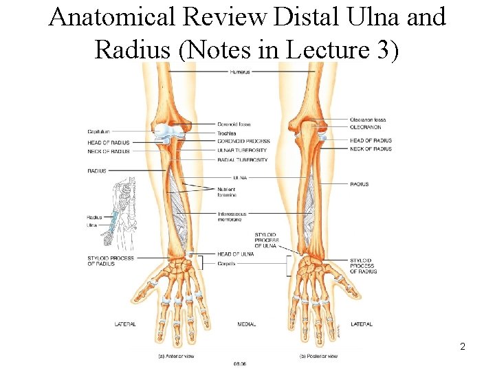 Anatomical Review Distal Ulna and Radius (Notes in Lecture 3) 2 