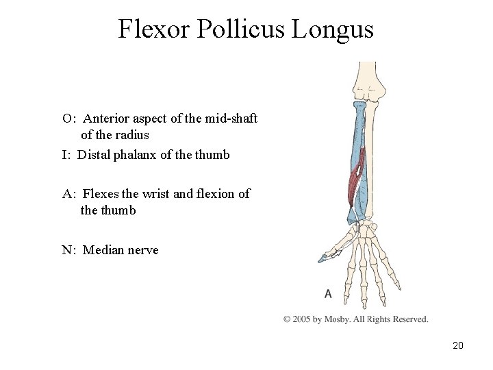 Flexor Pollicus Longus O: Anterior aspect of the mid-shaft of the radius I: Distal