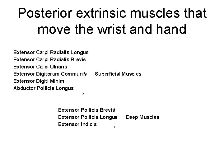 Posterior extrinsic muscles that move the wrist and hand Extensor Carpi Radialis Longus Extensor
